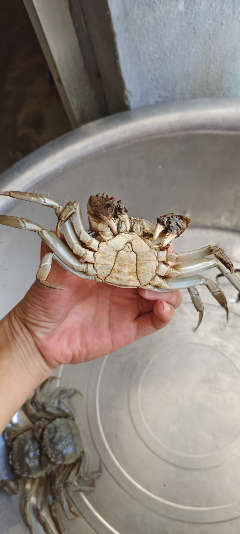 大闸蟹