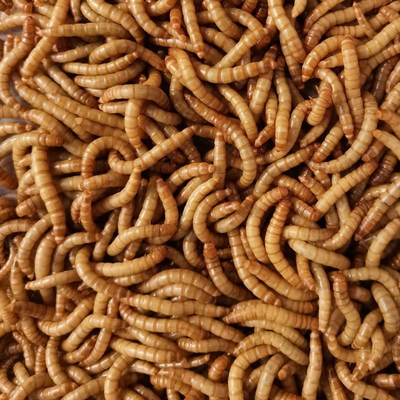 黄粉虫