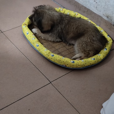 小狗