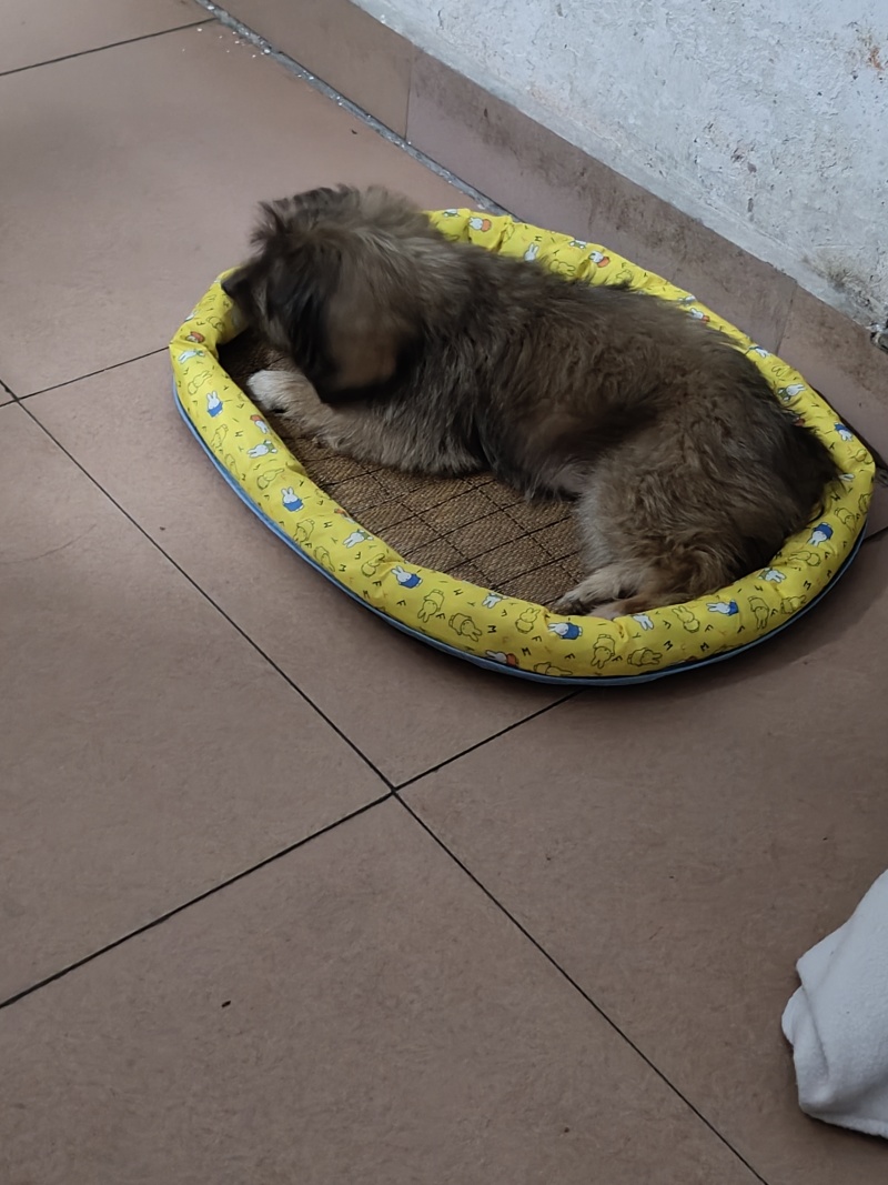 小狗
