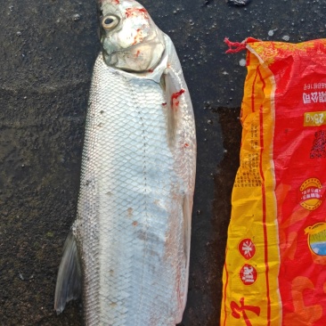 大翘嘴鱼