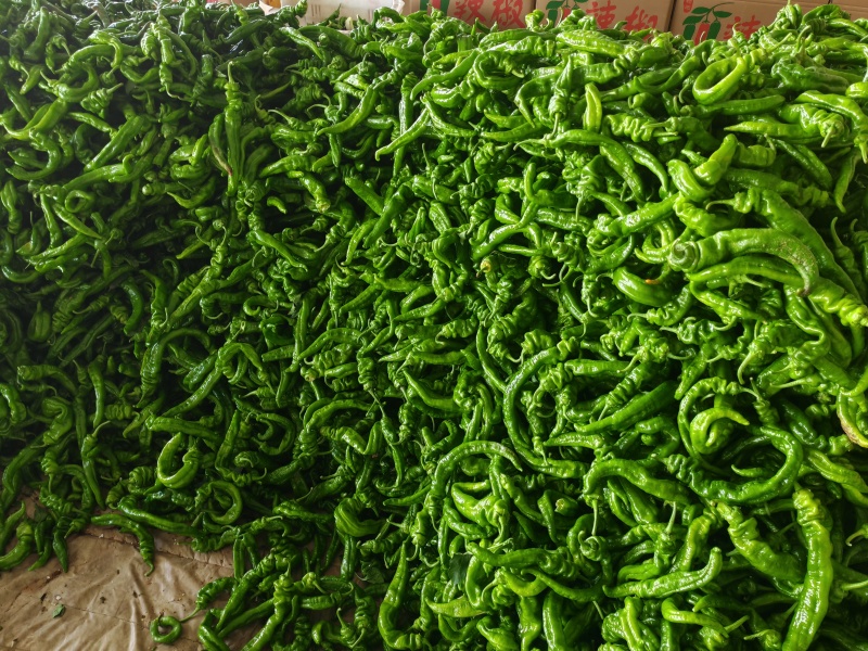 陕西定边牛角螺丝椒大量供应微