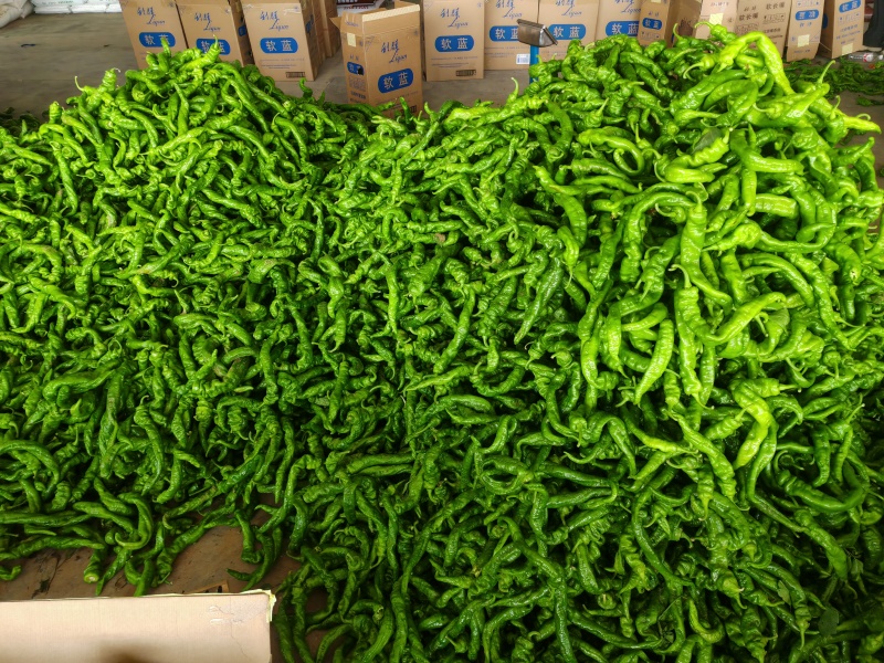 陕西定边牛角螺丝椒大量供应微