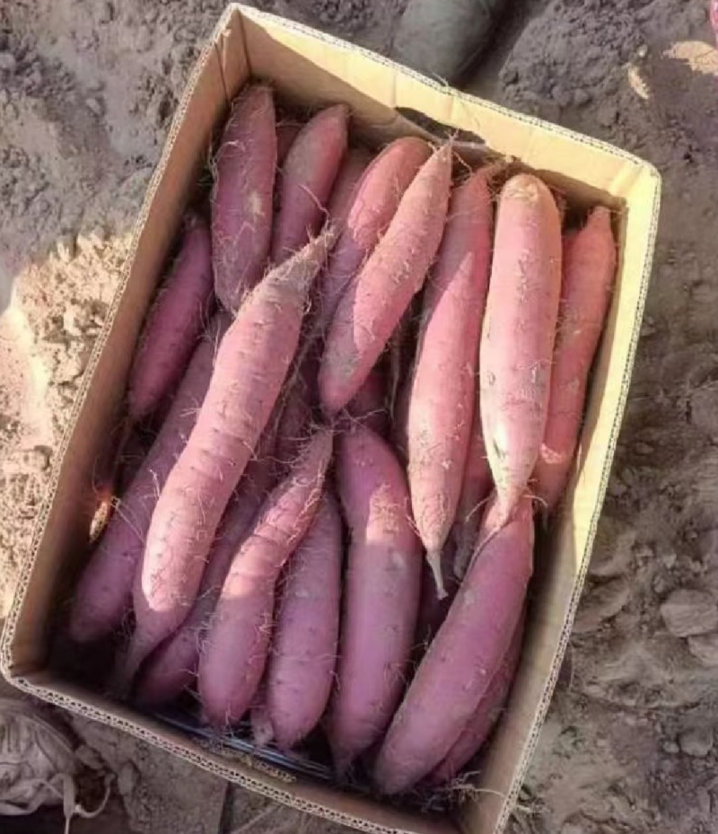 2000亩红薯基地