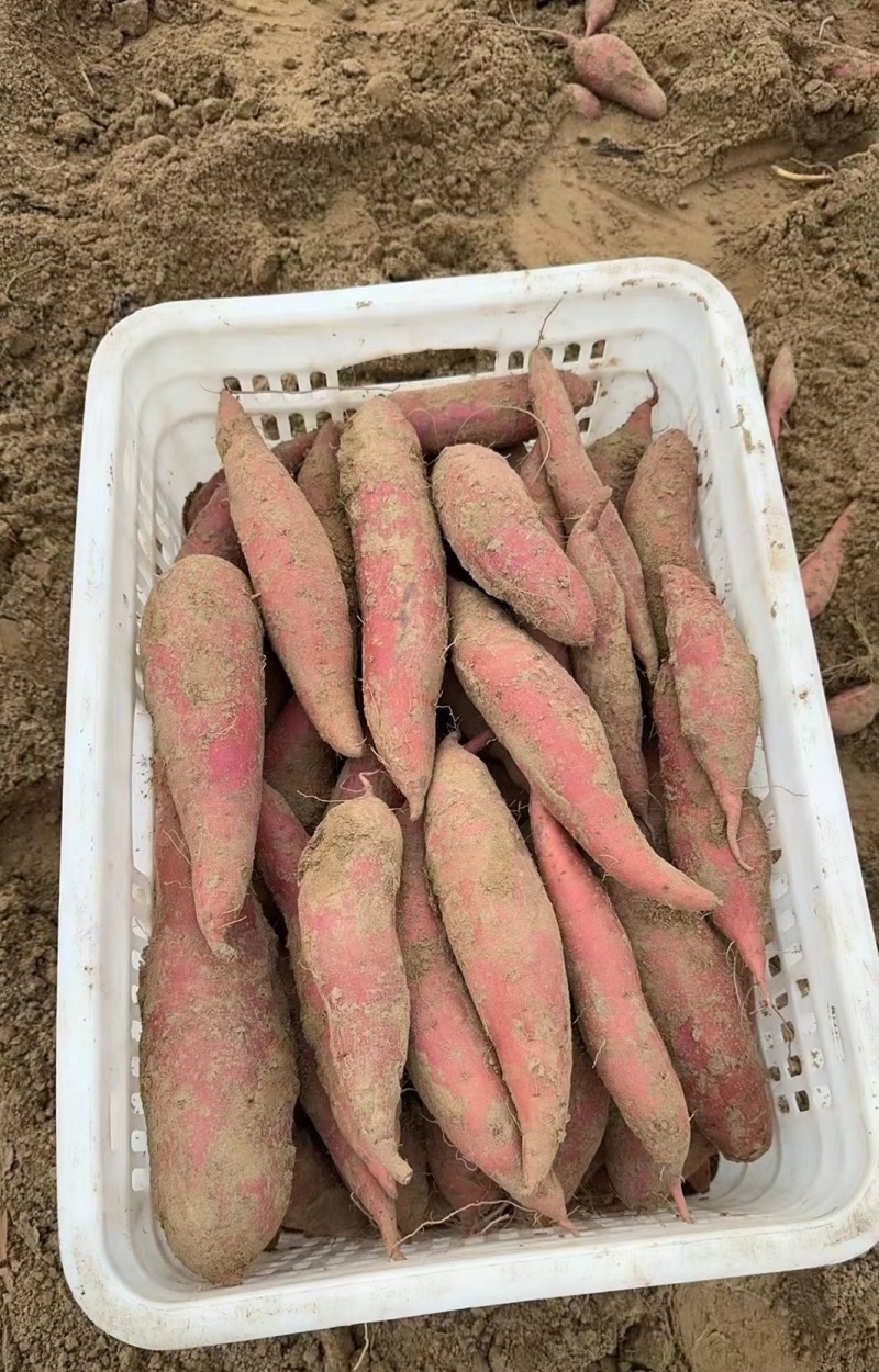 2000亩红薯基地