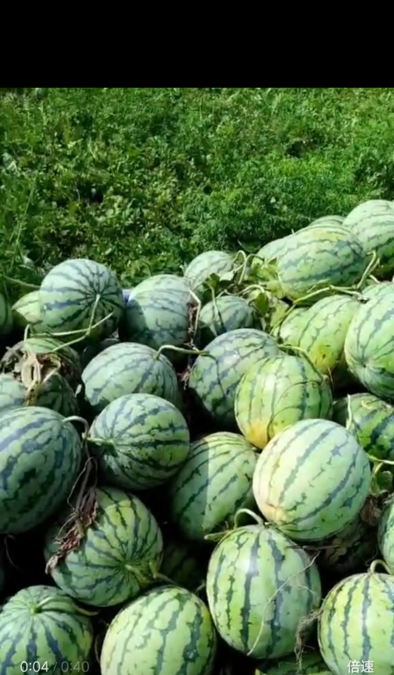 山地小黄籽西瓜