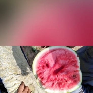 山地小黄籽西瓜