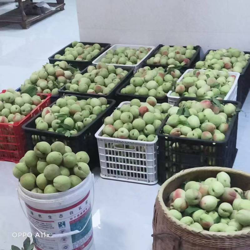 蜂蜜鹰嘴桃