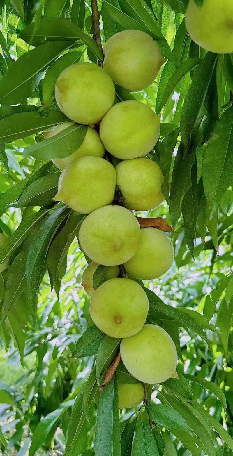 蜂蜜鹰嘴桃