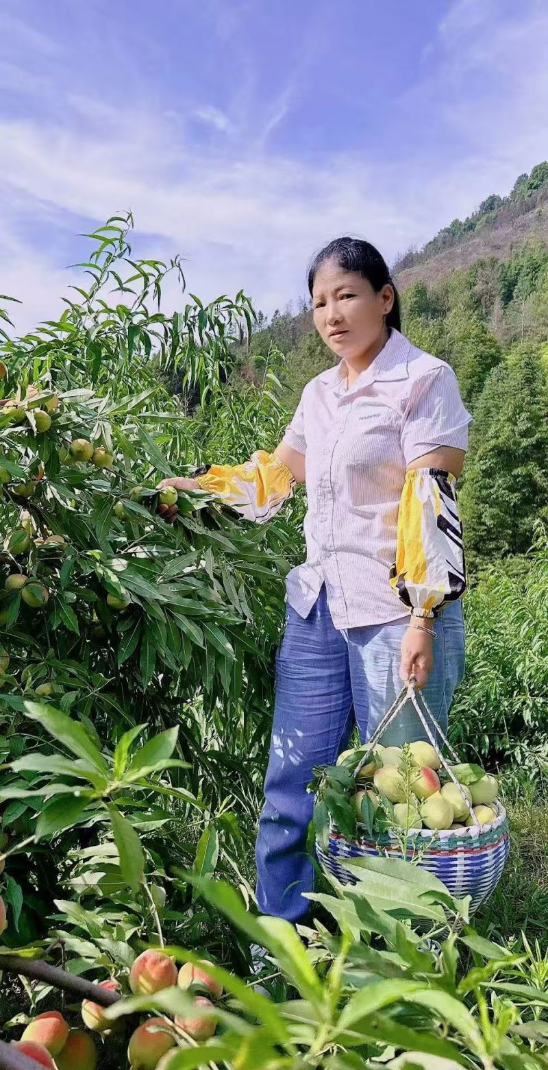 蜂蜜鹰嘴桃