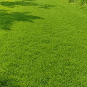 百慕大，果岭草，马尼拉