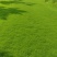 百慕大，果岭草，马尼拉