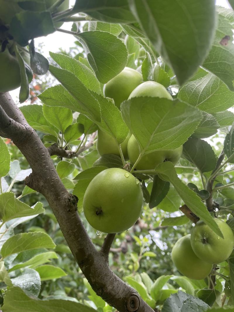 昭通青香蕉苹果
