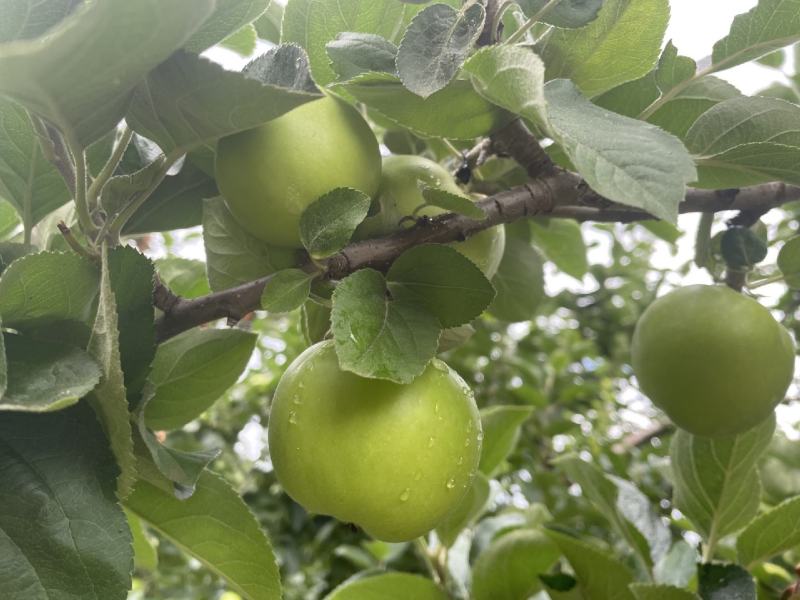 昭通青香蕉苹果