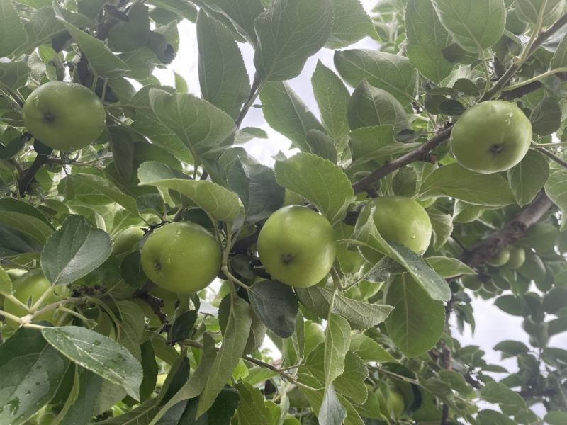 昭通青香蕉苹果