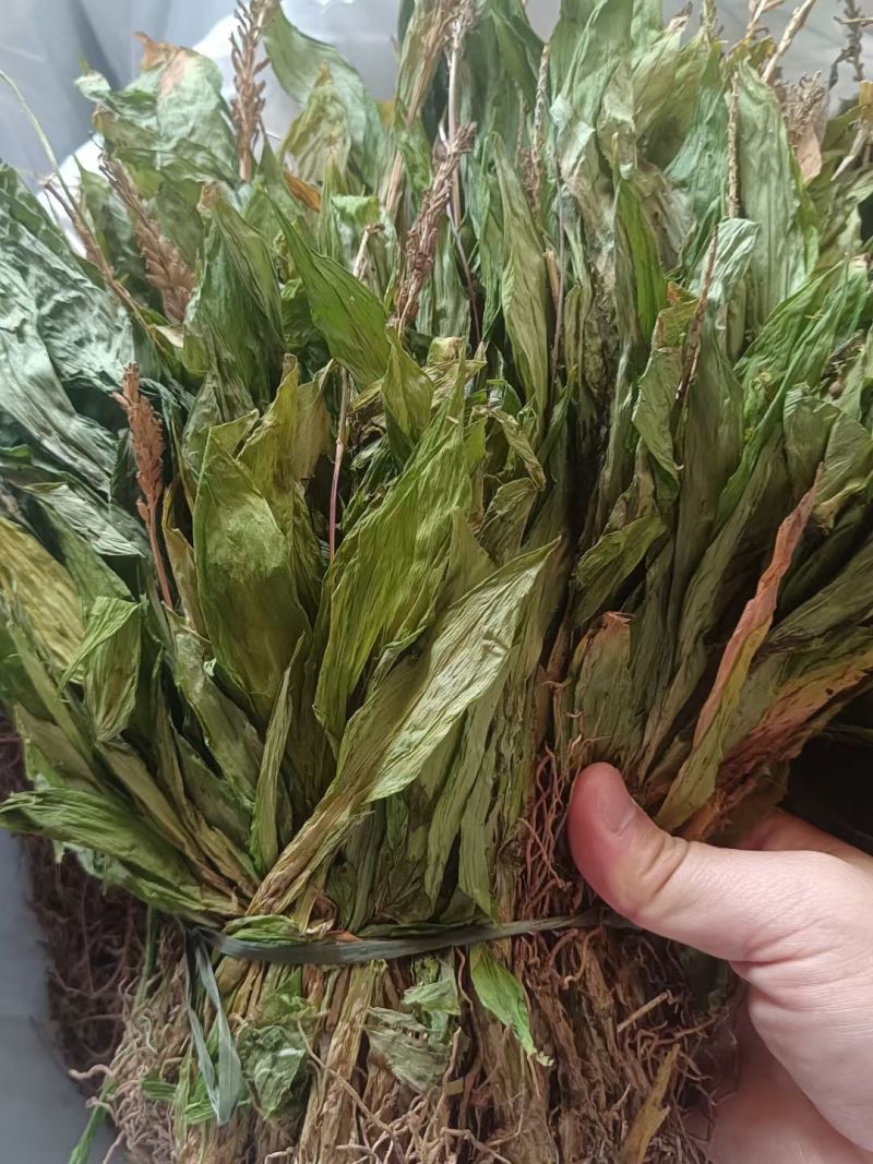 见血清，羊耳蒜，立地好