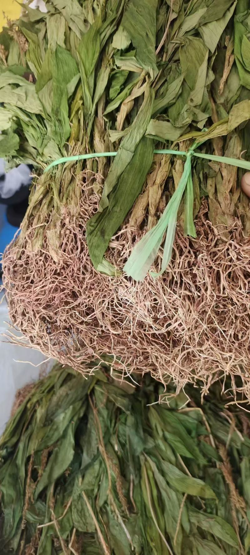 见血清，羊耳蒜，立地好