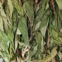 见血清，羊耳蒜，立地好