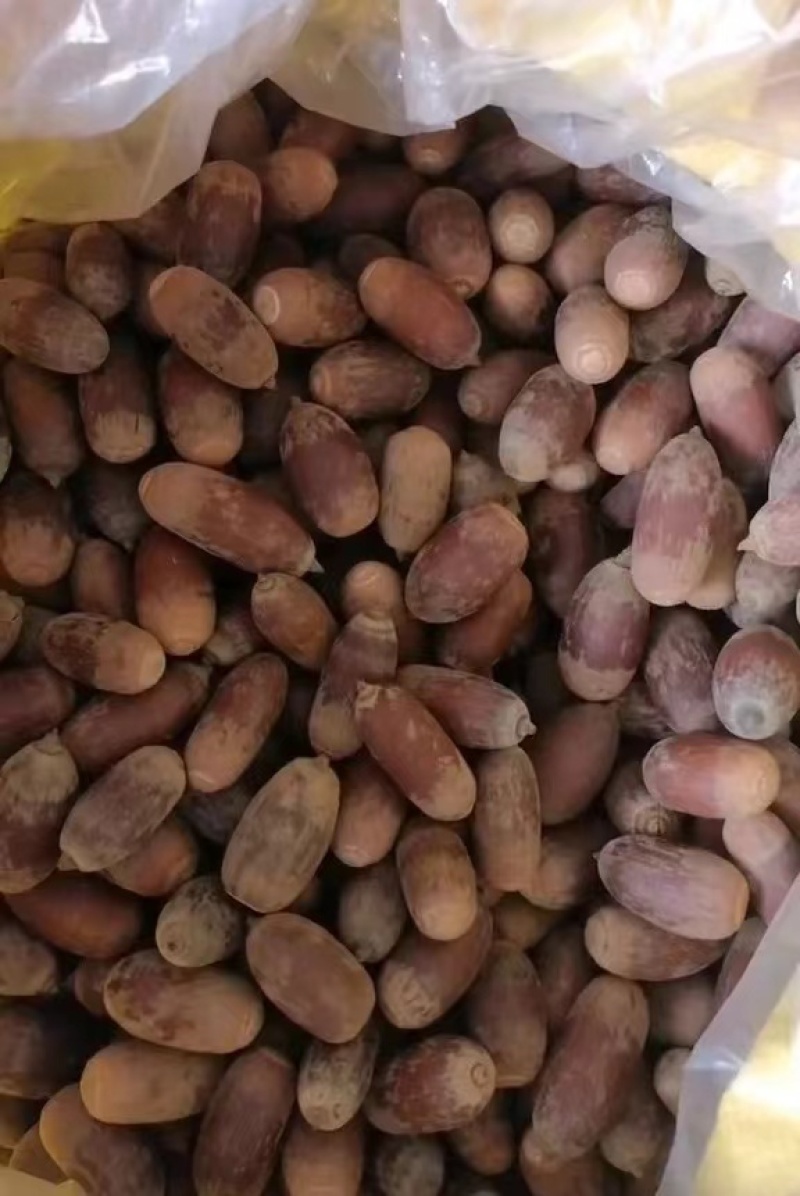 狗鞭果，毛毛果