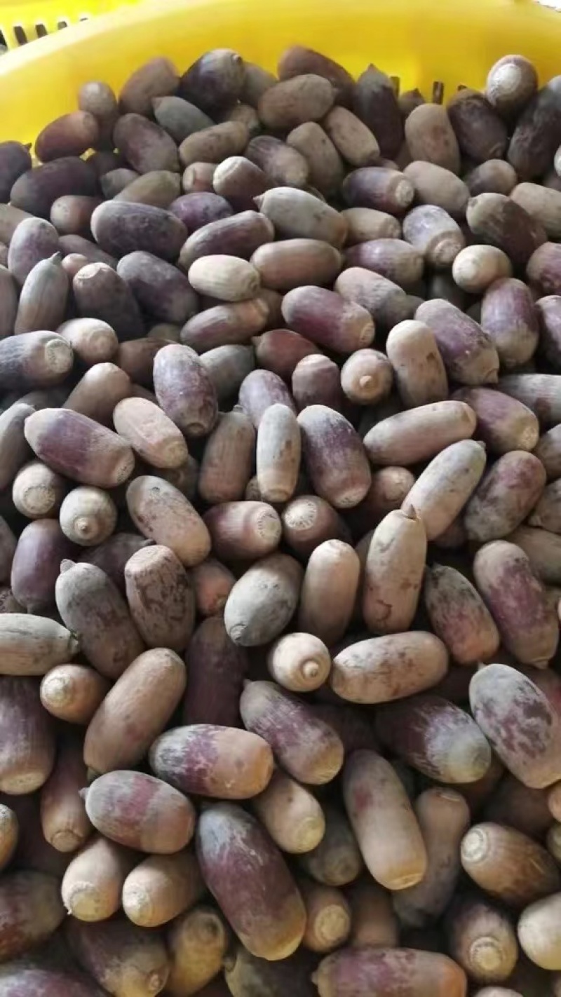 狗鞭果，毛毛果