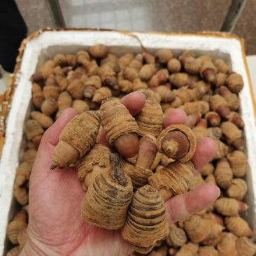 狗鞭果，毛毛果