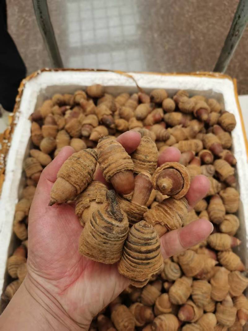 狗鞭果，毛毛果