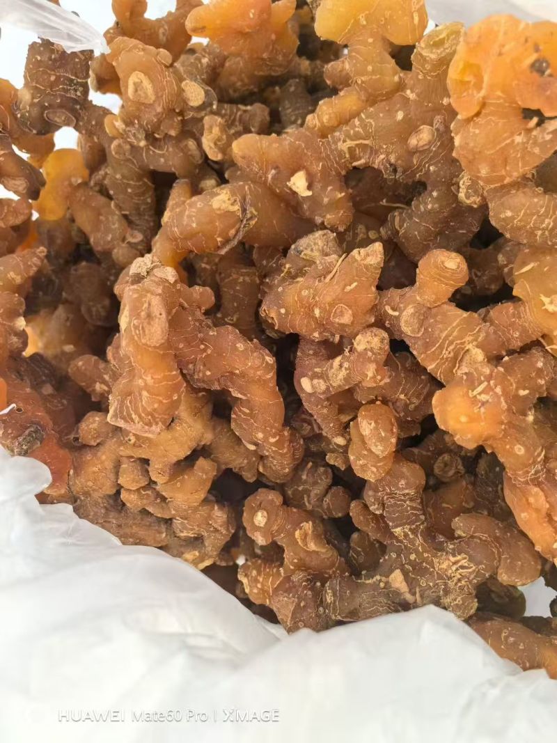 黄精，姜形黄精，老虎姜