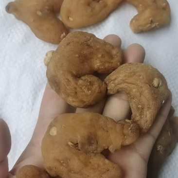 黄精，姜形黄精，老虎姜