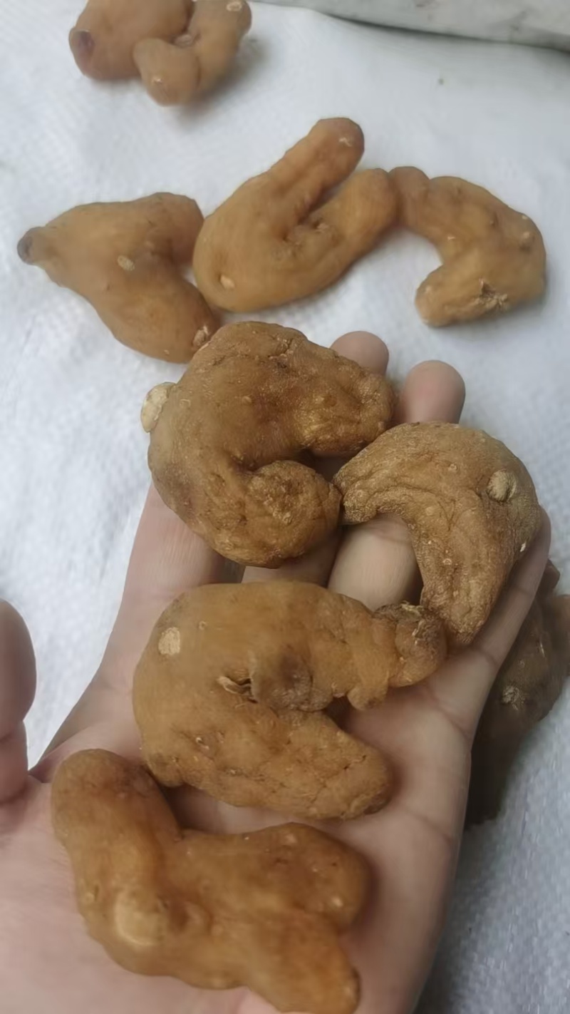 黄精，姜形黄精，老虎姜