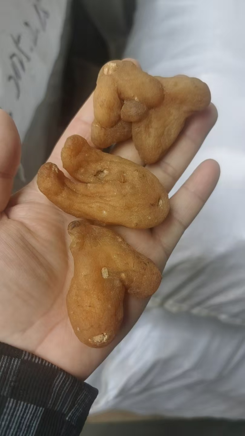黄精，姜形黄精，老虎姜