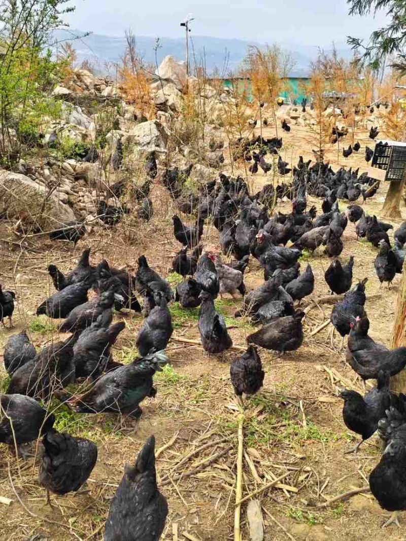贵州土鸡蛋