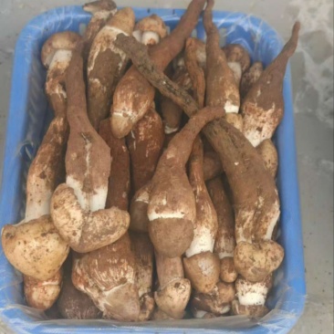 云南野生菌