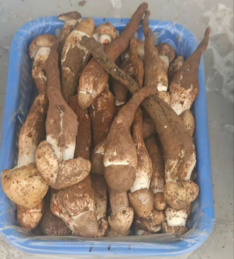 云南野生菌