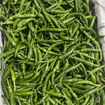 鲜辣椒