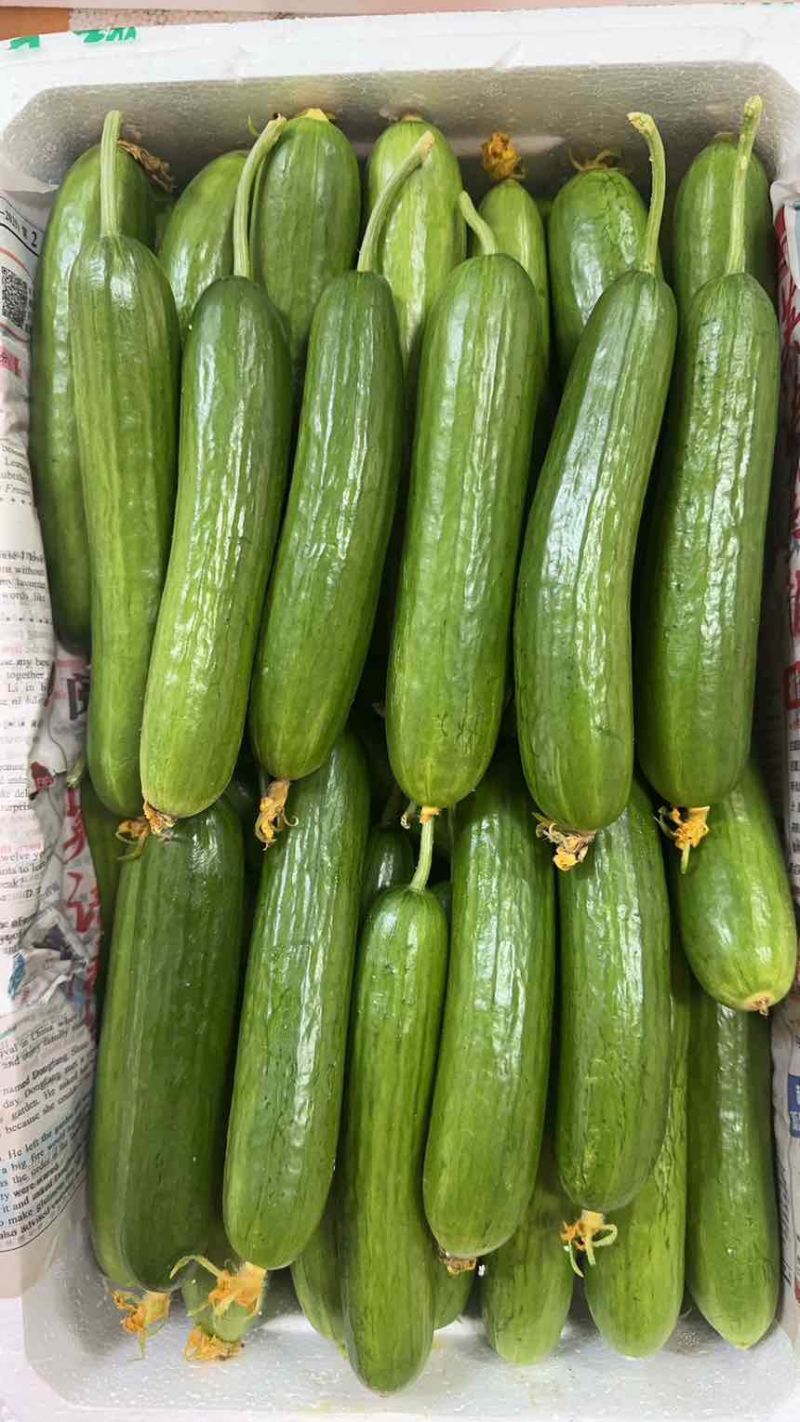 小青瓜