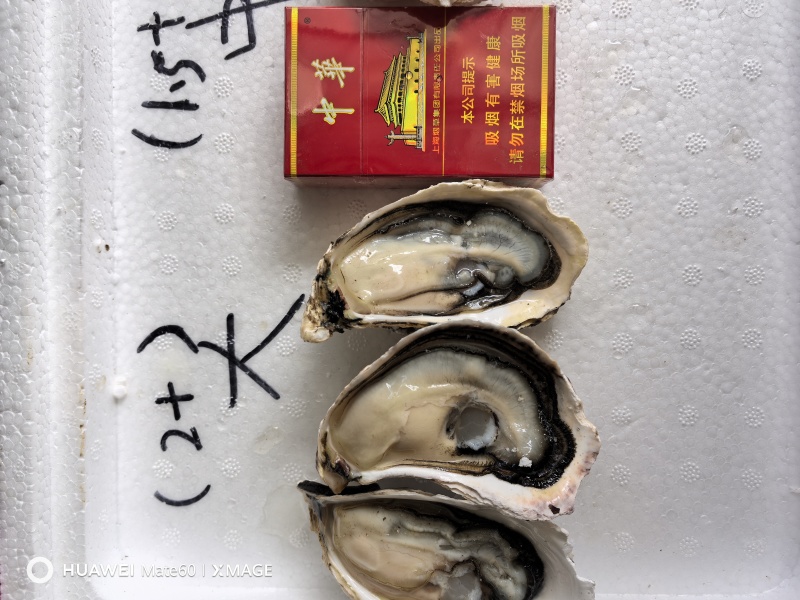 生蚝