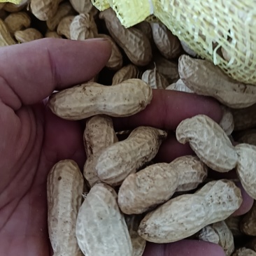 鲜花生大量有货有大白鲨，四粒红，欢迎各位老板下单