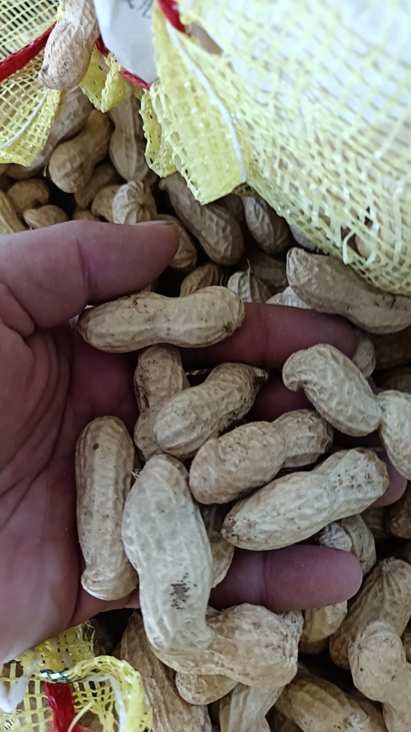 鲜花生大量有货有大白鲨，四粒红，欢迎各位老板下单