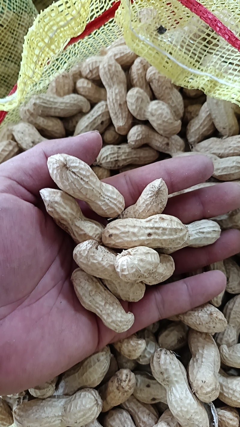 鲜花生大量有货有大白鲨，四粒红，欢迎各位老板下单