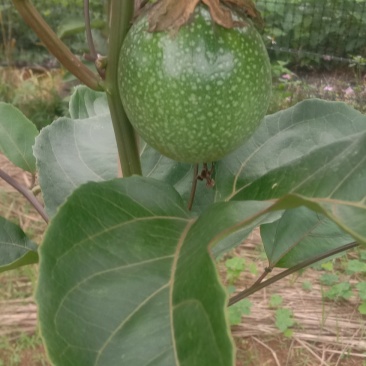 广西靖西钦密9号百香果