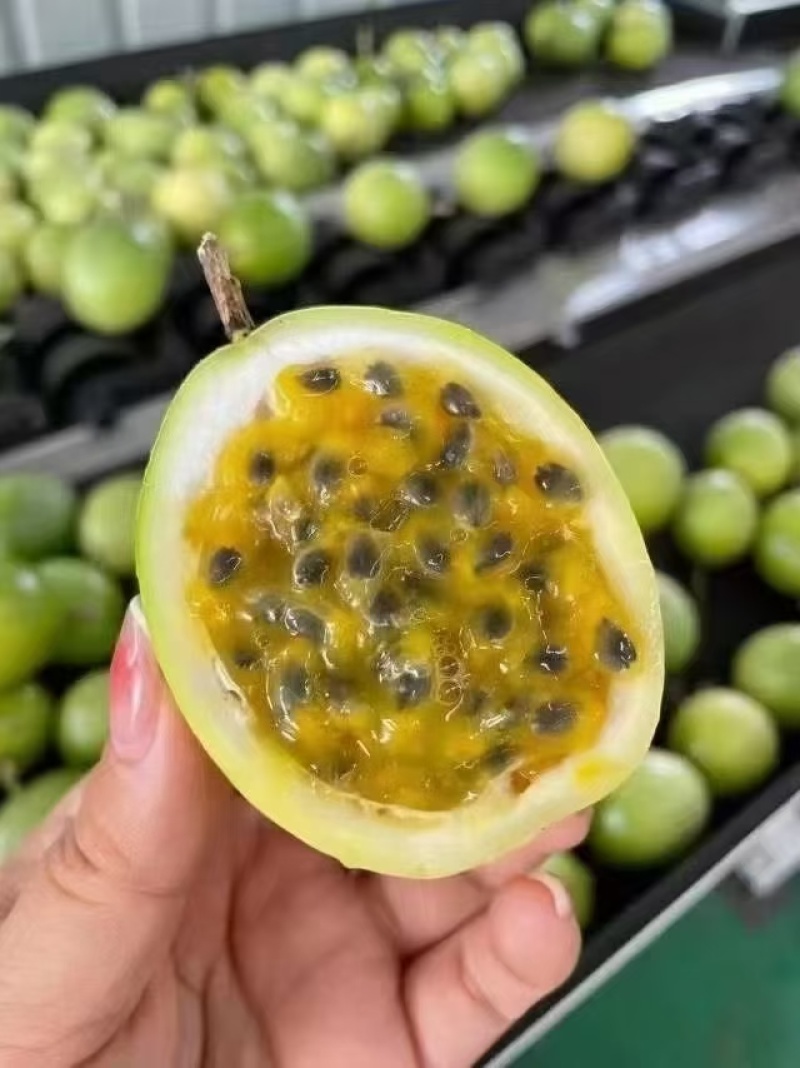 黄金百香果基地供货