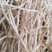 鱼腥草，