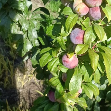 河南黑布李