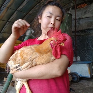 黄花公鸡有需要的电话联系***********