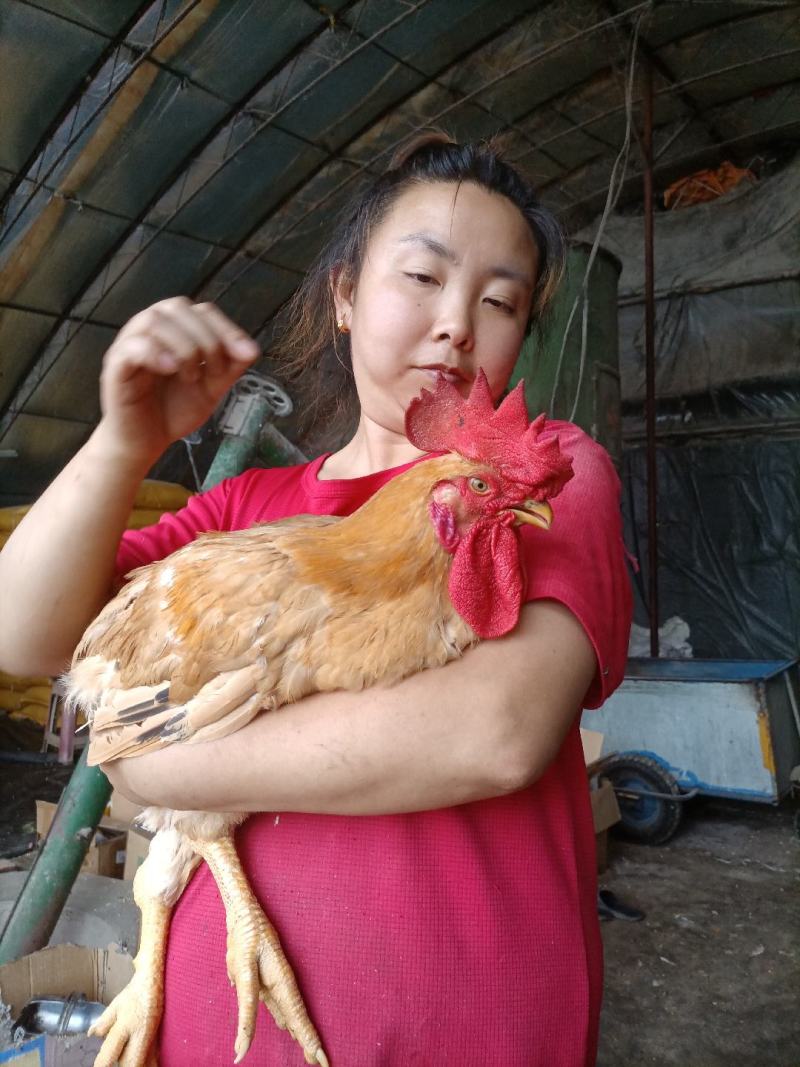 黄花公鸡有需要的电话联系***********