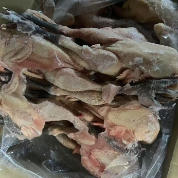 麻公鸡有货