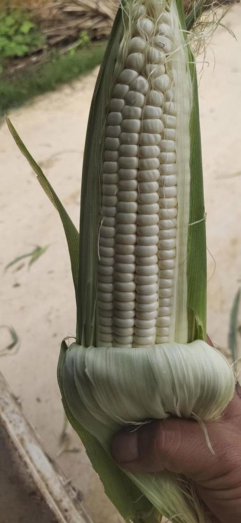 万糯玉米