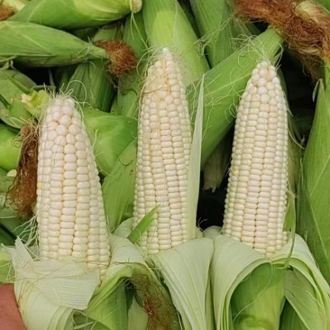 万糯玉米