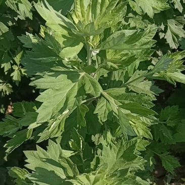 艾草
