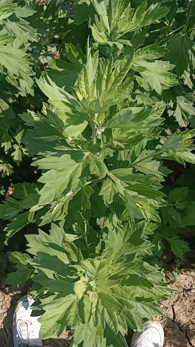 艾草